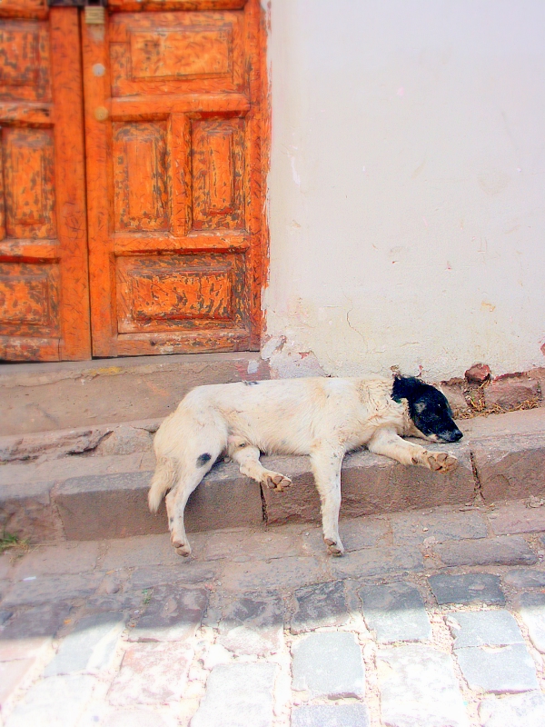 cuzcodog