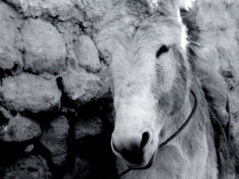 cuzco