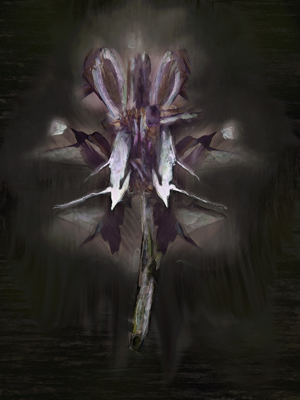 orchid