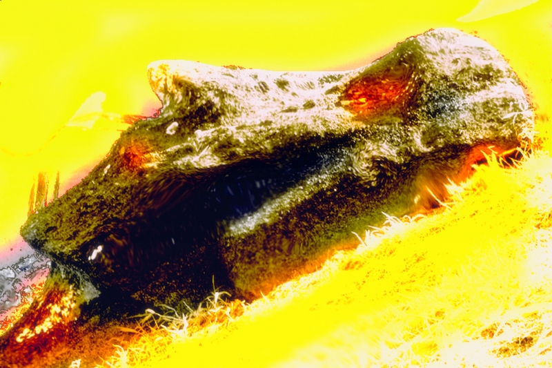 rottcourtyard