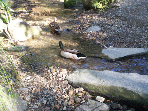 Picture-042