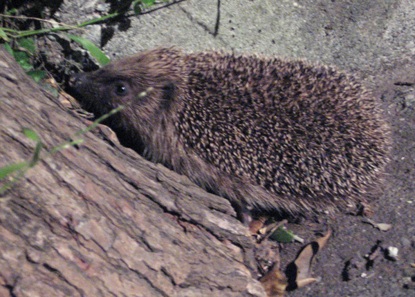 hedgehogprint