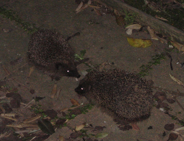 zombie-hogs