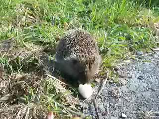 hedgehog