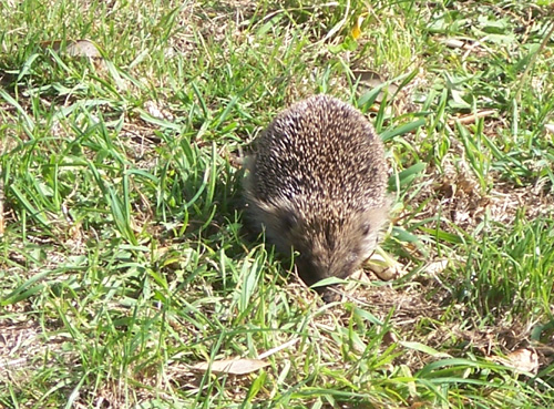 hedgehog1