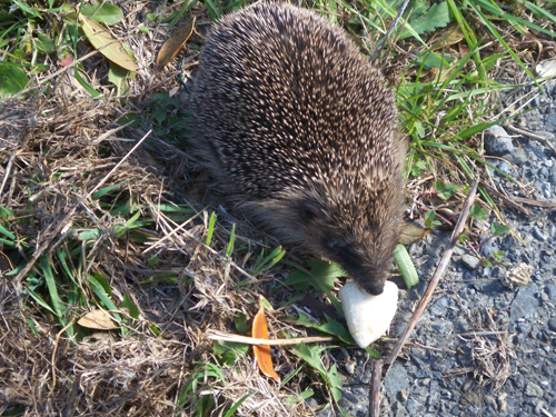 hedgehog2