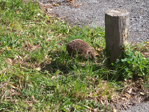 hedgehog3