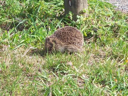 hedgehog4