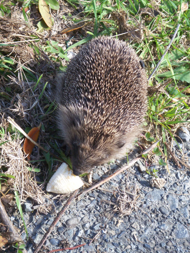 hedgehog5