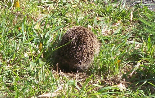 hedgehog6