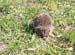 hedgehog1