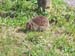 hedgehog4