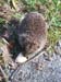 hedgehog5