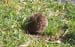 hedgehog6