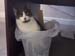 rufus1