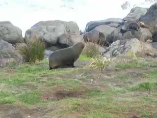 seals