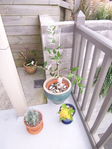 plants