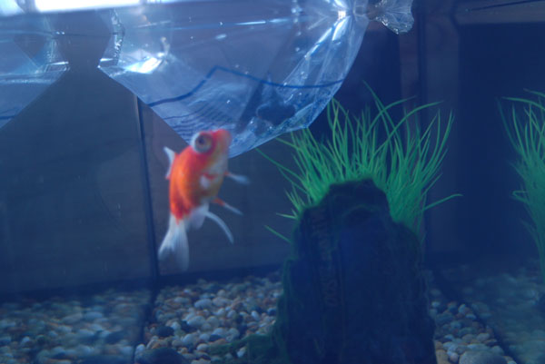 fish01