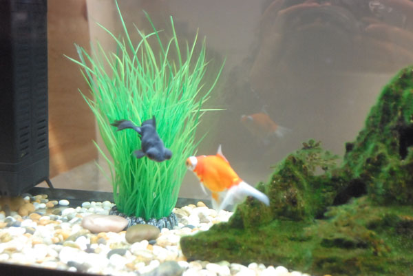 fish02