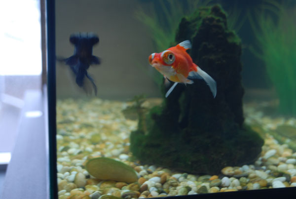 fish06