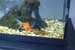 fish04