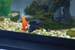 fish05