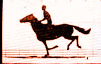 horse