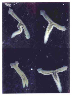 Planarian Digestive System